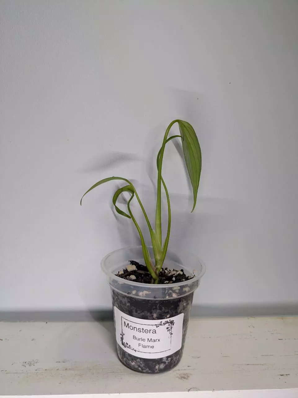 Burle Marx Flame 3" start thumbnail