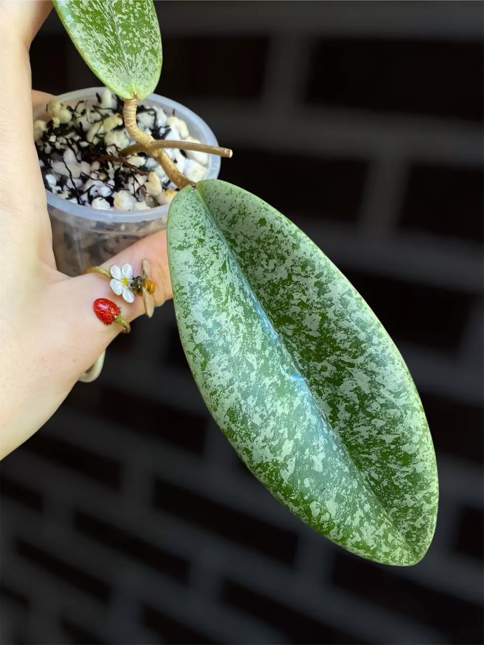 Hoya ‘Jita’ (silver) thumbnail