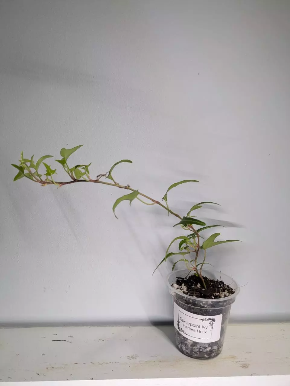 Spearpoint Ivy Hedera Helix 3" start thumbnail