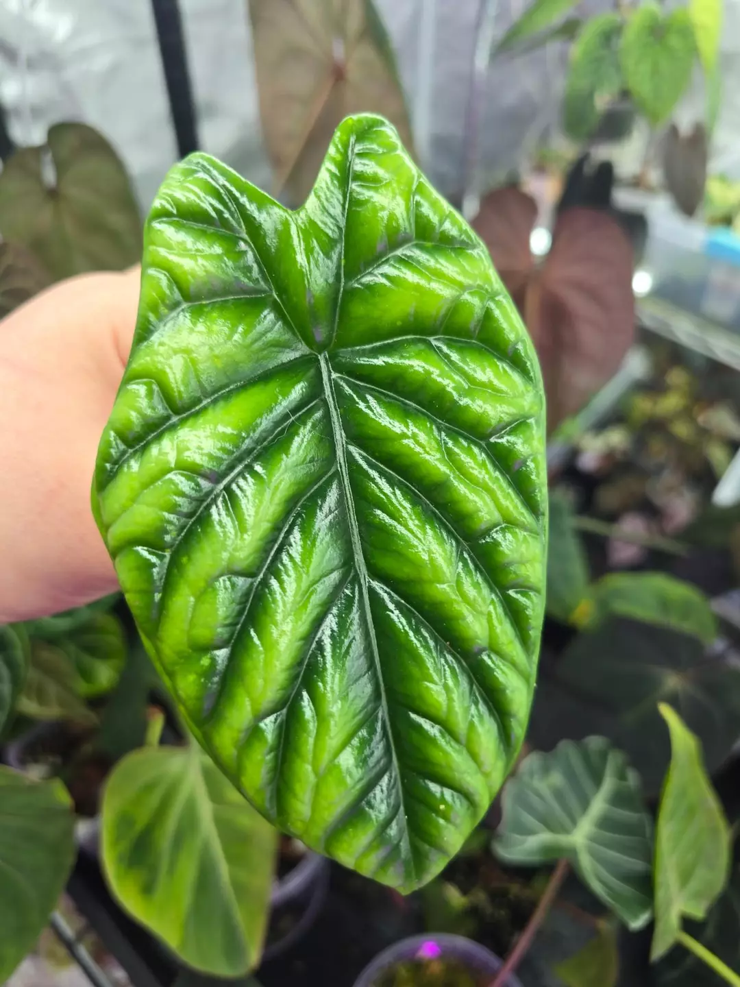 Alocasia Sinuata pup thumbnail