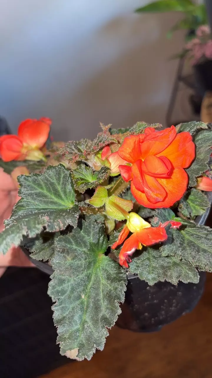 Blooming begonia thumbnail
