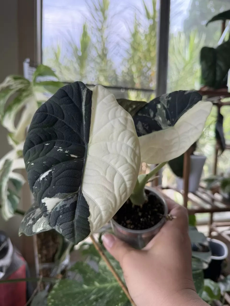 Alocasia Maharani Albo Mama thumbnail