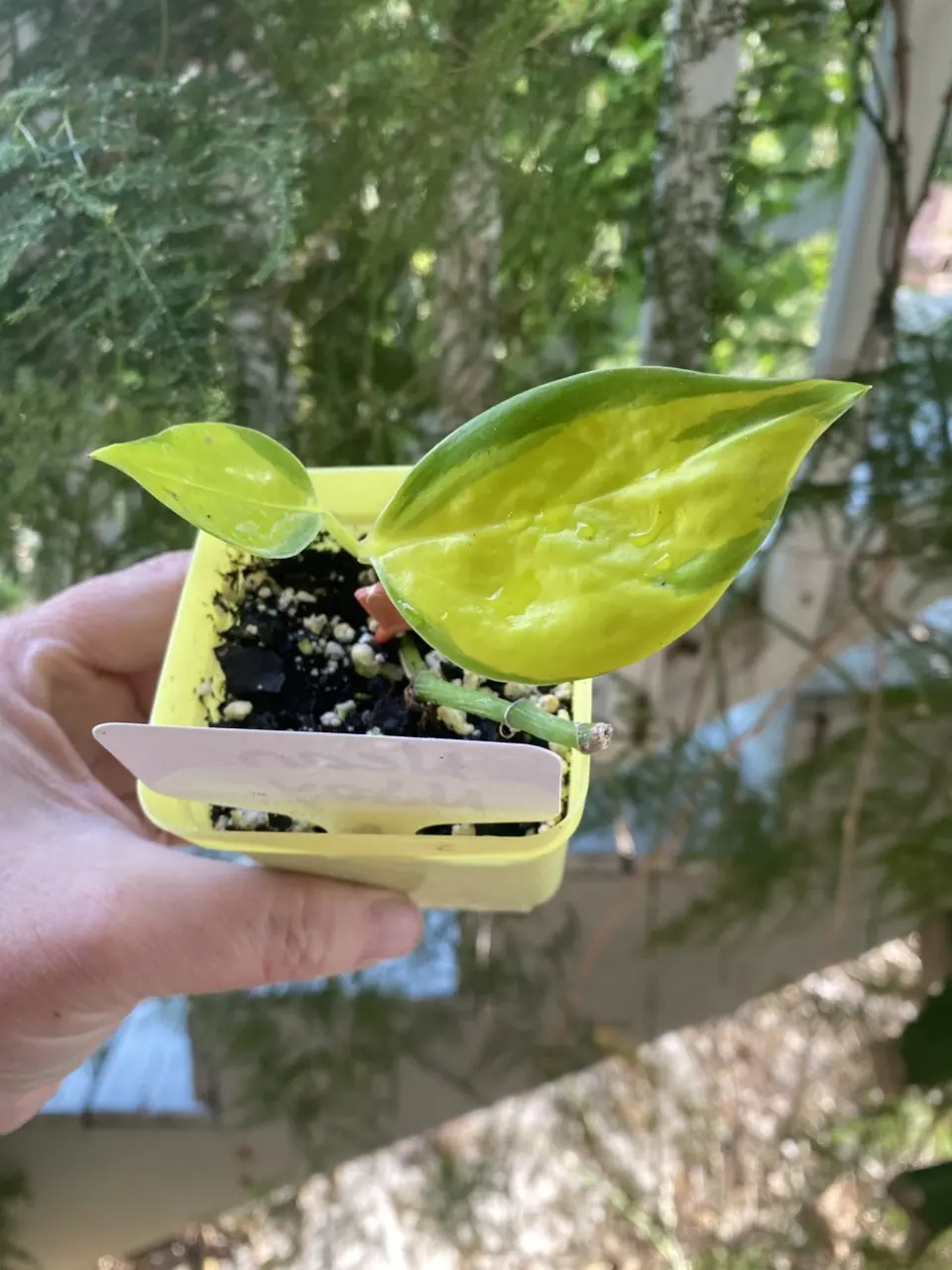 Neon NJoy Pothos thumbnail