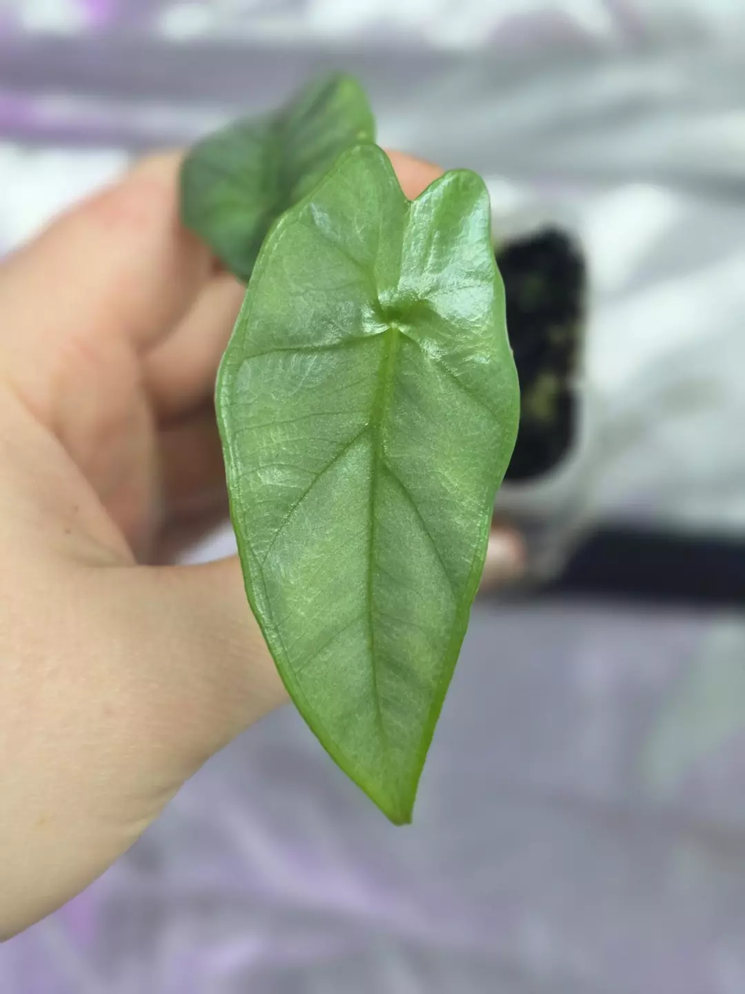 Alocasia Corazon pup thumbnail