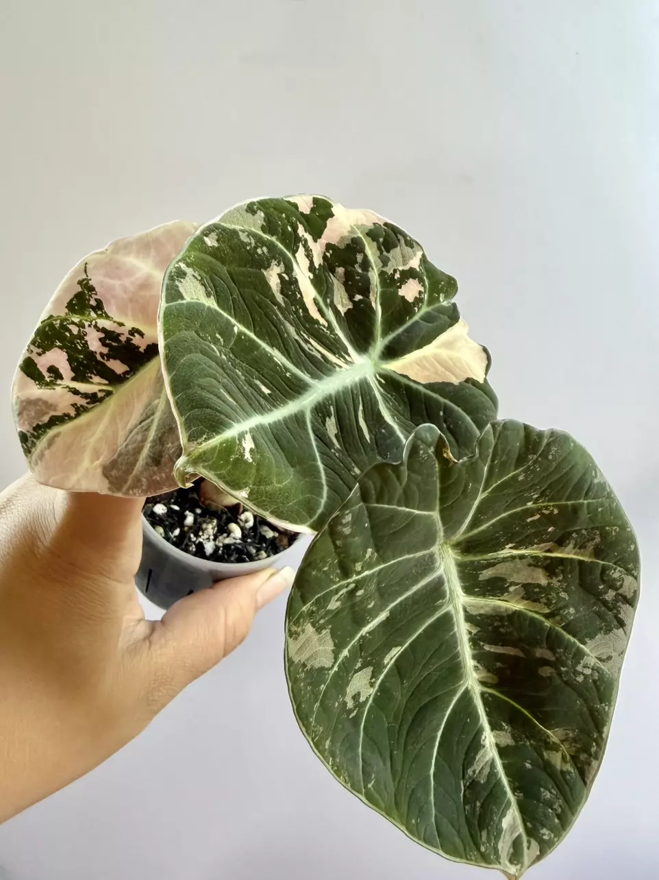 Alocasia Pink Black Velvet thumbnail