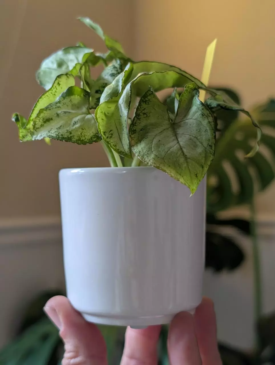 Glossy white 3" pots thumbnail