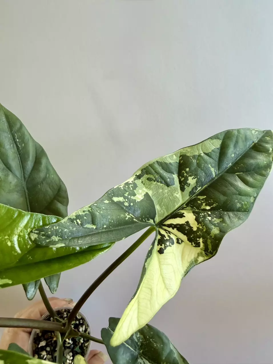 Alocasia Simpo Albo thumbnail