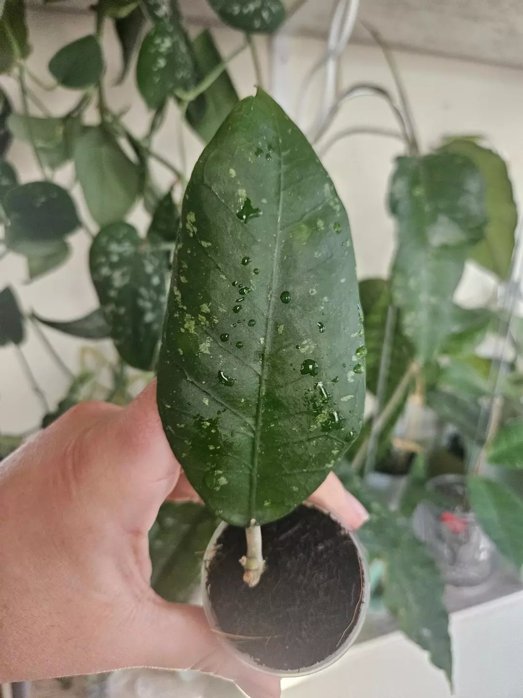 Aceh gayo lues thumbnail