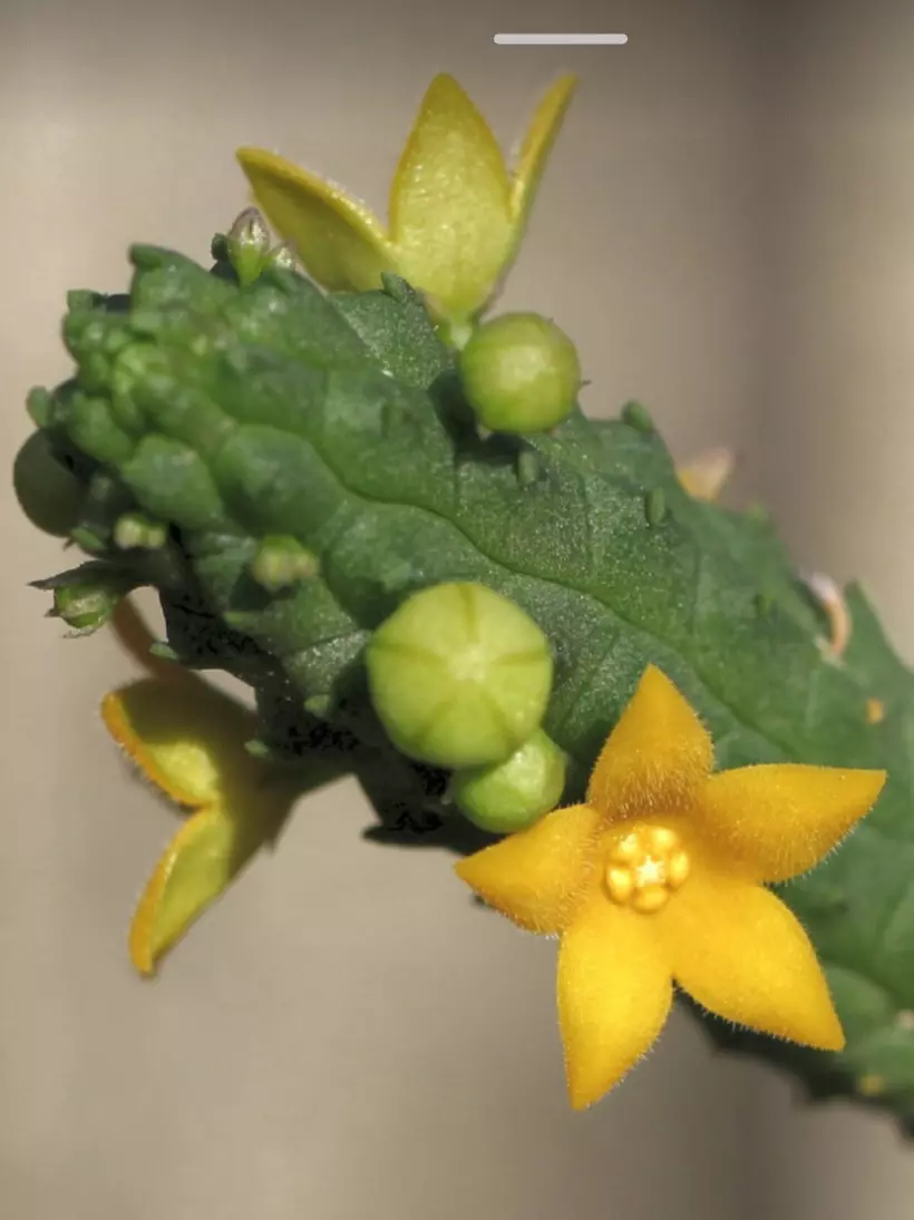 Echidnopsis cereiformis, Asclepiad thumbnail