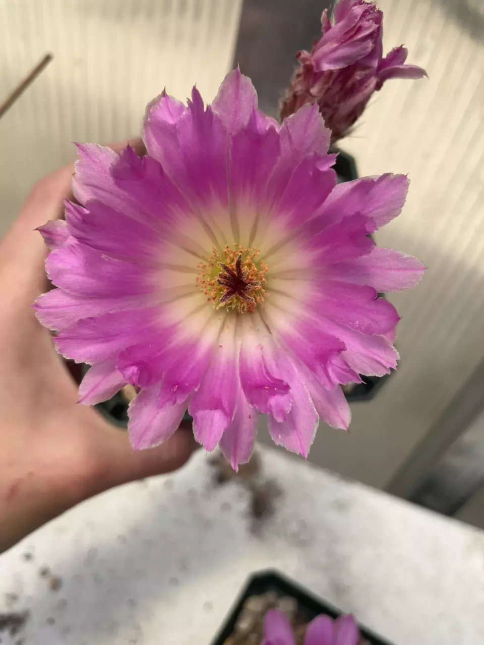 Echinocereus  rigidissimus rubrispinus thumbnail