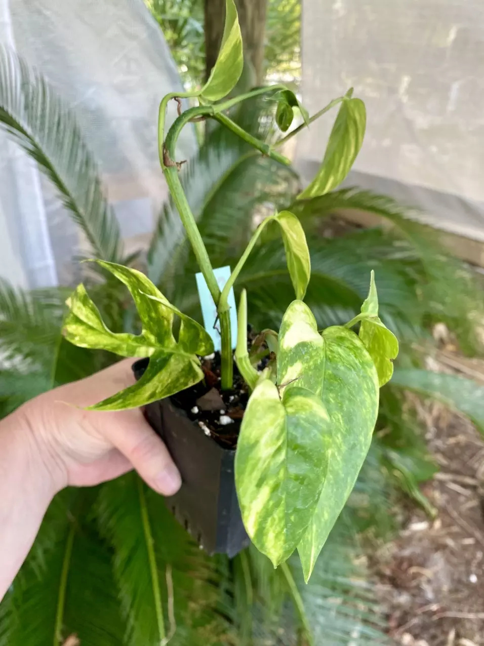 Yellow Sunrise “Pothos” thumbnail