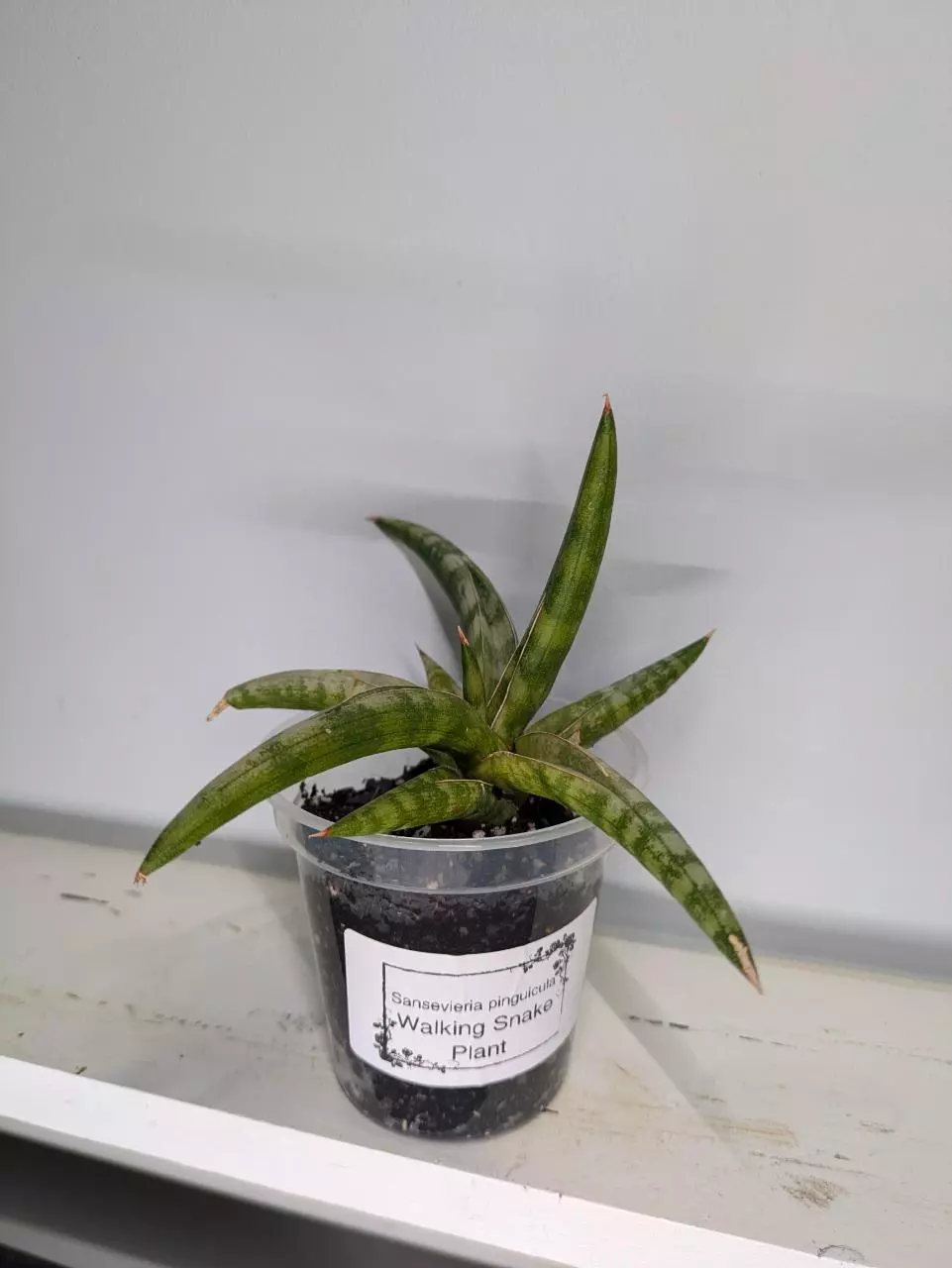 Walking Snake plant Sansevieria pinguicula thumbnail