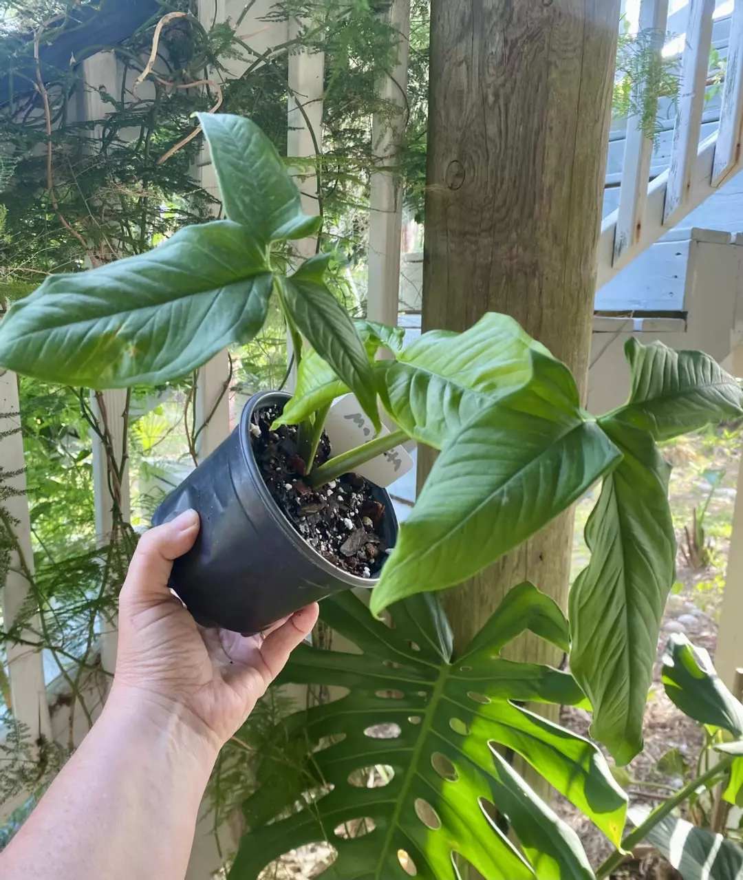 Maylita Syngonium thumbnail