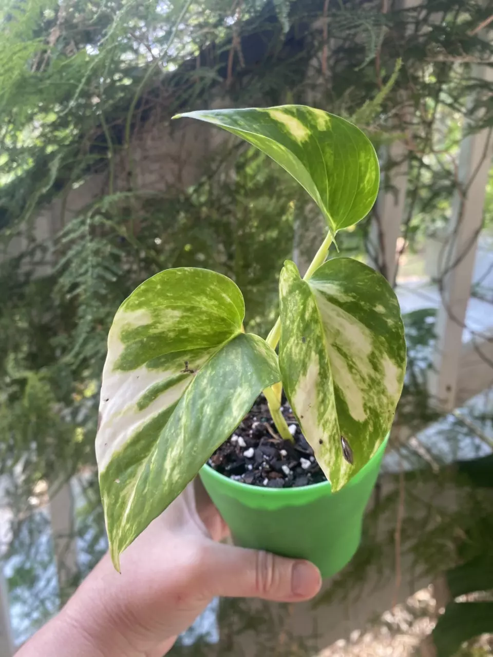 Patricio Pothos thumbnail