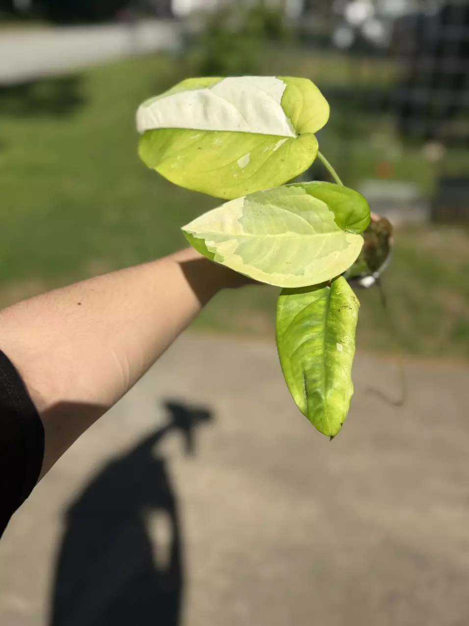 Variegated Sygonium Chiapense thumbnail