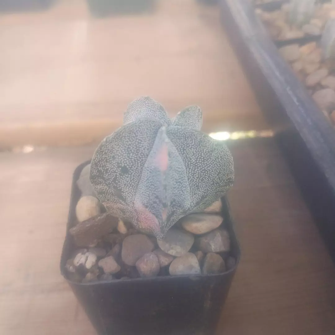 Astrophytum Myriostigma 'Variegated' cactus seedling thumbnail