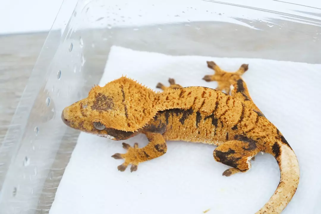 #425 14g npv Halloween (holdback) thumbnail