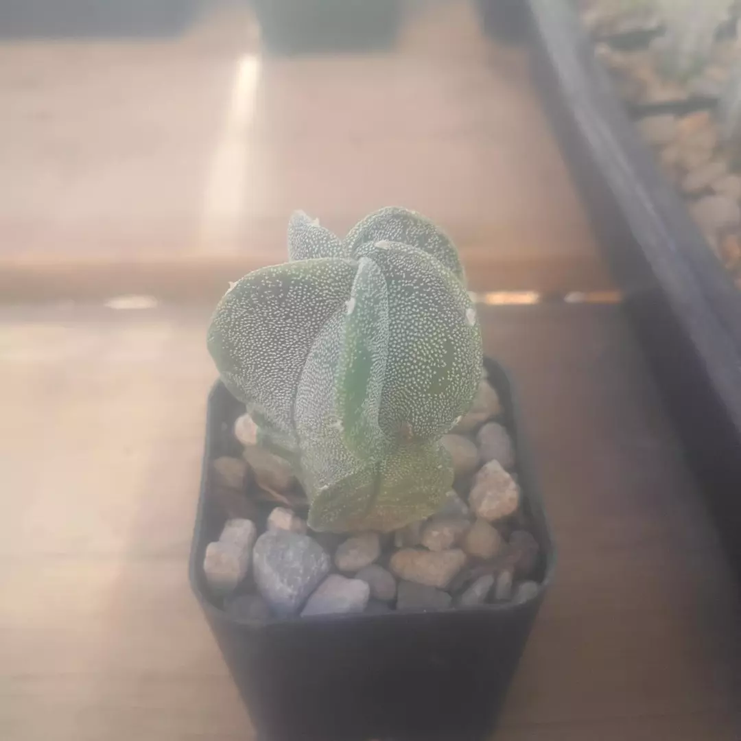 Astrophytum Myriostigma x Ornatum 'variegated' cactus seedling thumbnail
