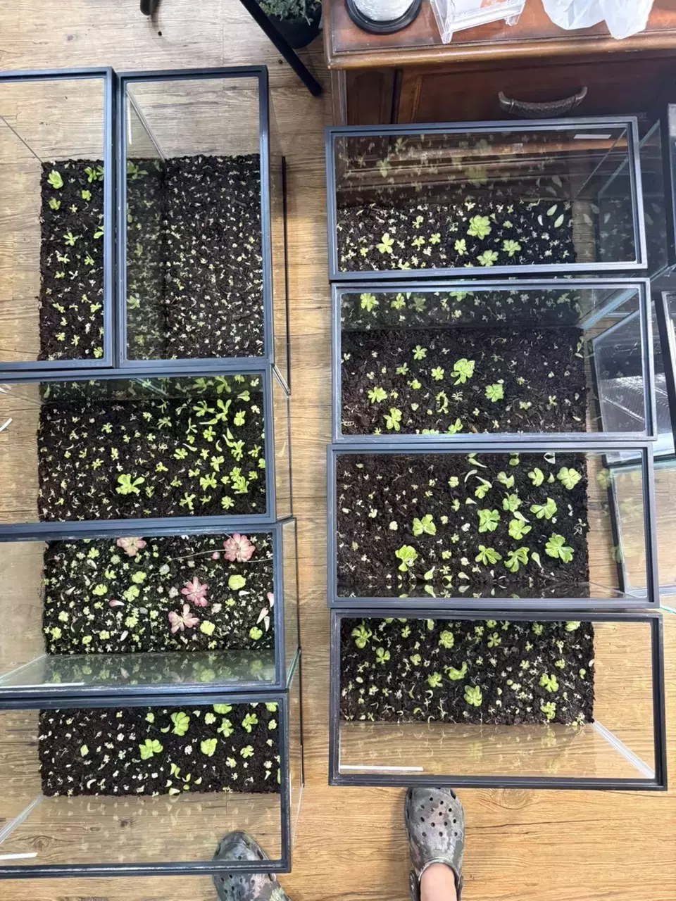 🌿 CARNIVOROUS PINGUICULA MYSTERY BUNDLE 🌿 thumbnail