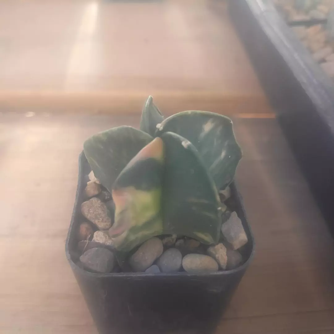 Astrophytum Myriostigma 'Variegated' cactus seedling thumbnail