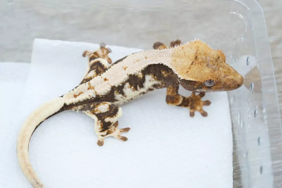 #428 8g npv 50% het axanthic lily white thumbnail