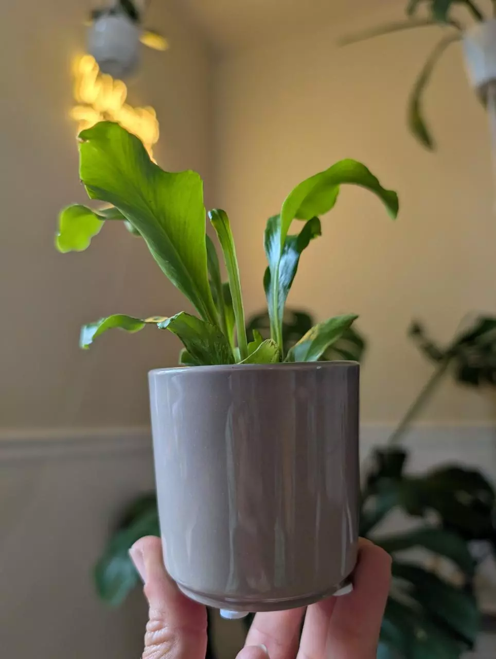 Glossy gray 3 inch pot thumbnail