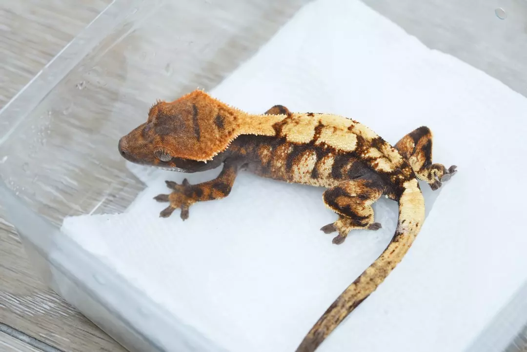 #436 8g male 50% het axanthic Sable thumbnail