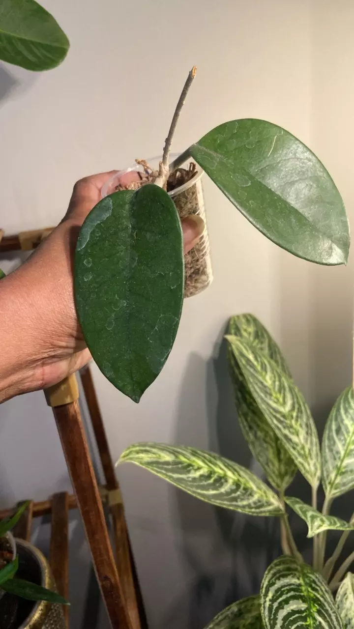 2 leaf rooted Hoya Cuttings. thumbnail
