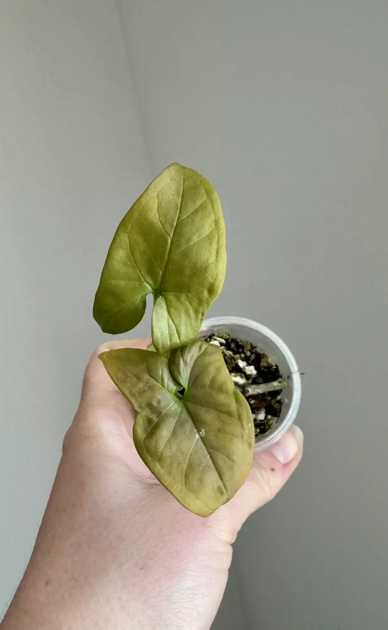 Syngonium Dark Purple thumbnail