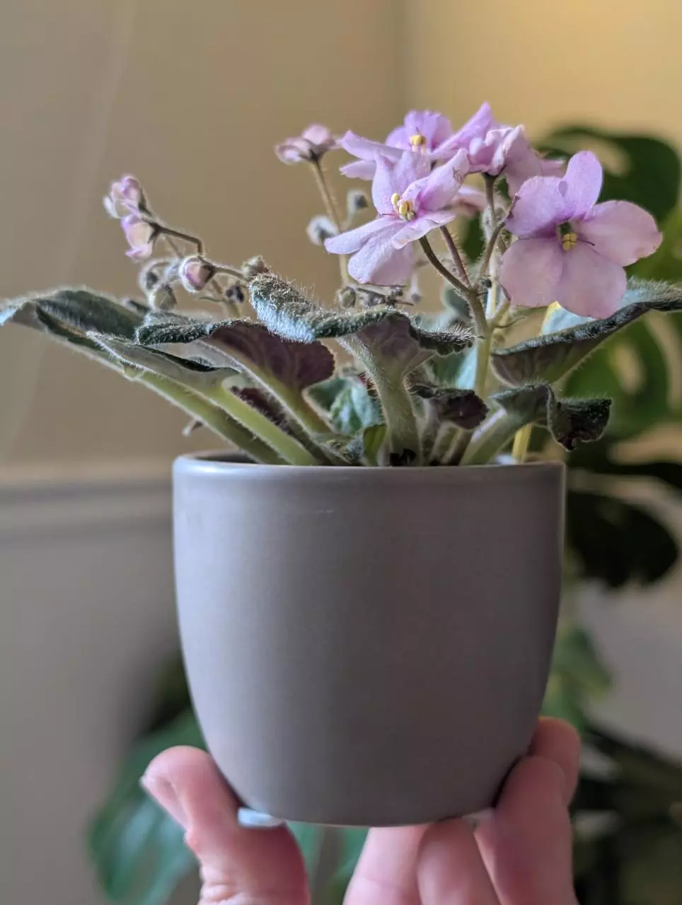 Matte gray 3 inch pots thumbnail