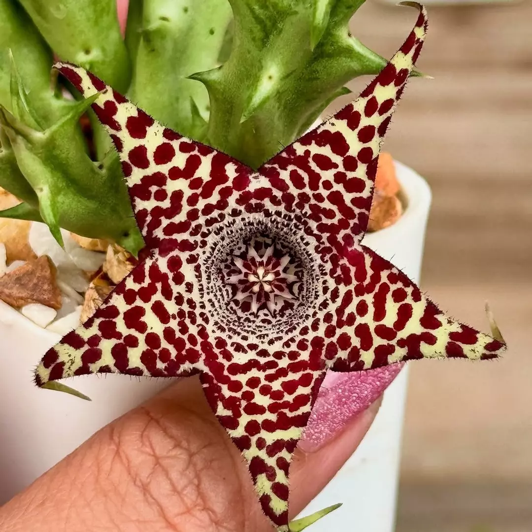 Huerorbea X “Shout Out,” Asclepiad hybrid thumbnail