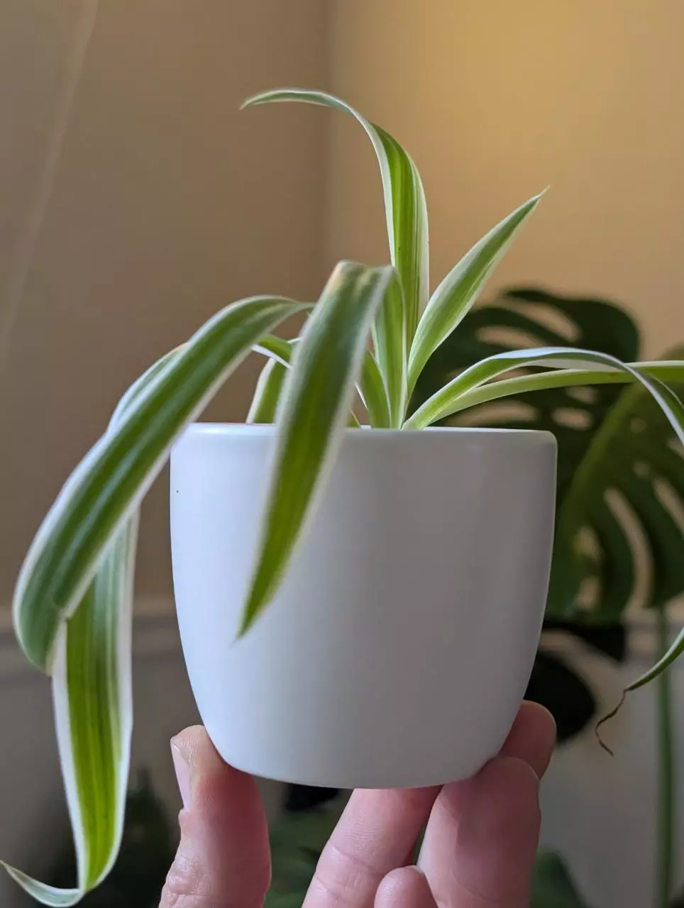 Matte white 3" pots thumbnail