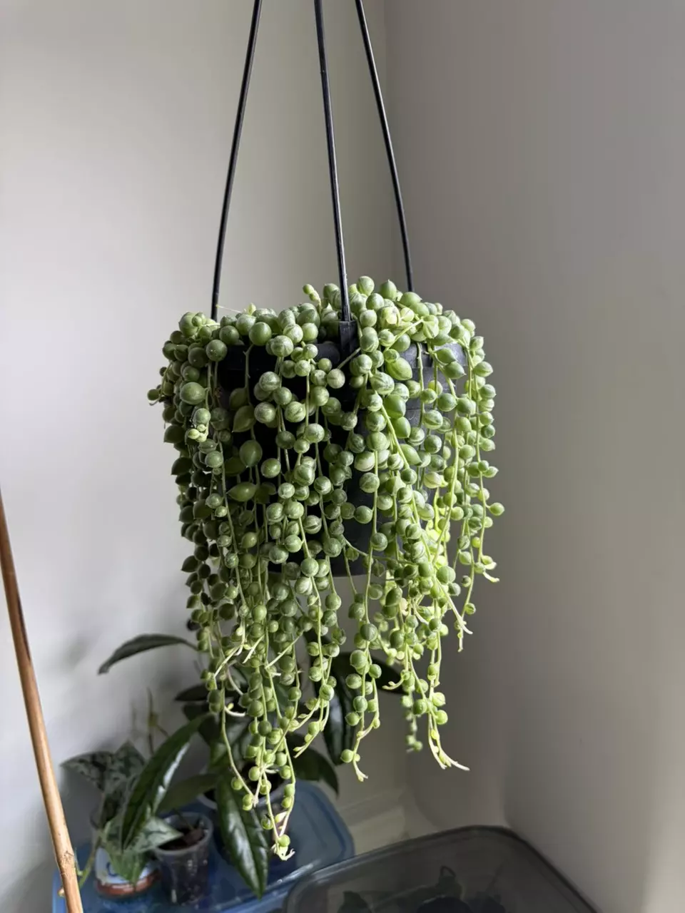 Variegated String of Turtles thumbnail