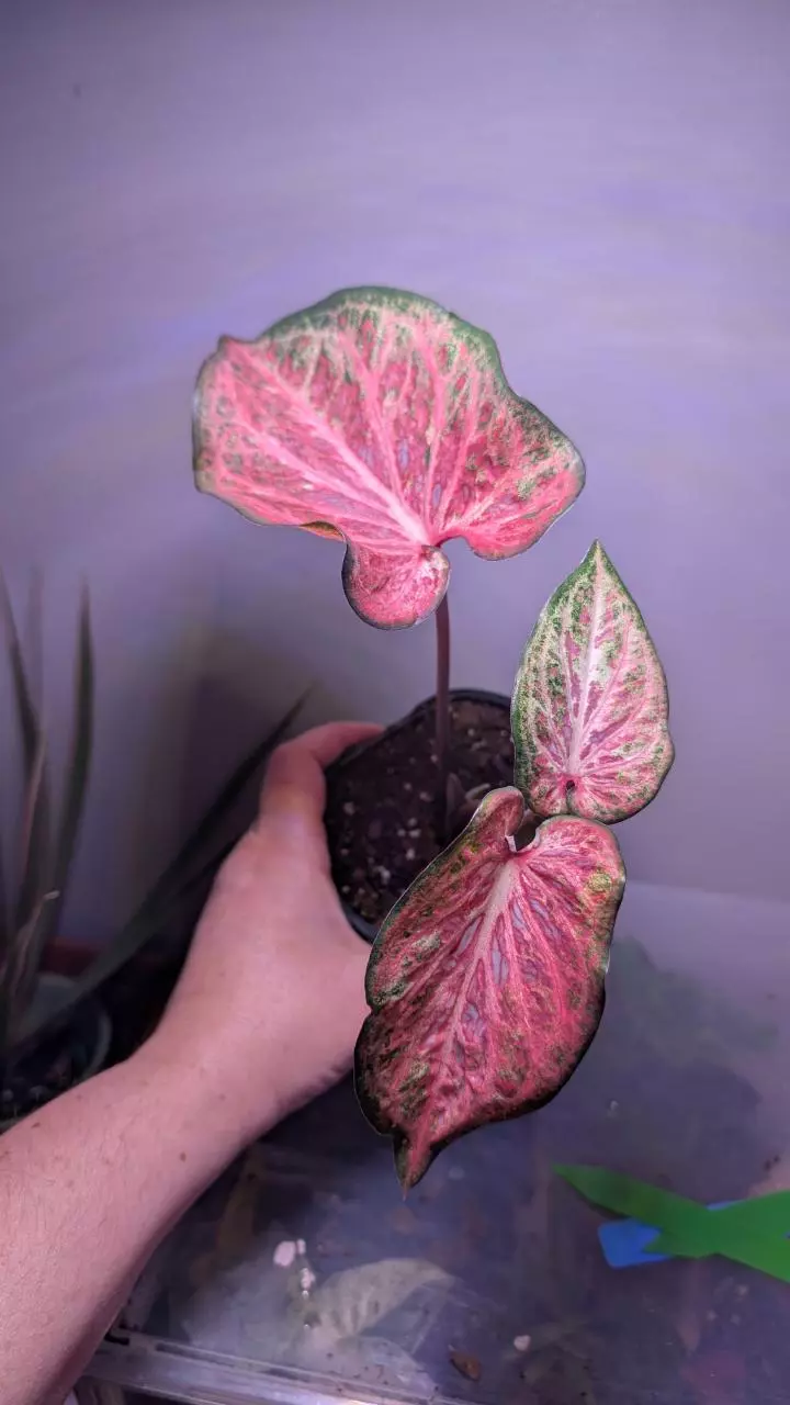Caladium thumbnail