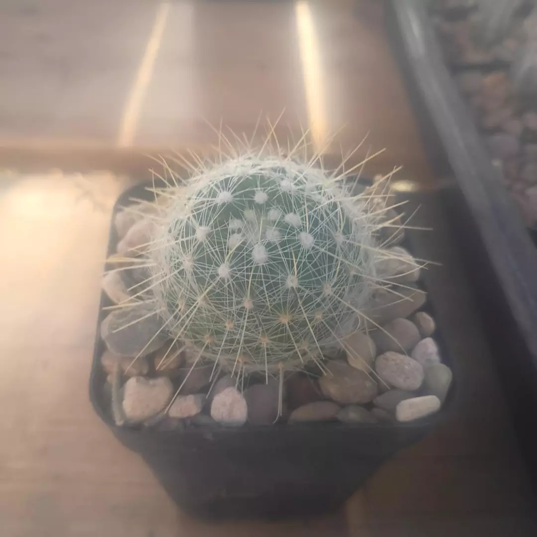 Thelocactus macdougalii cactus thumbnail