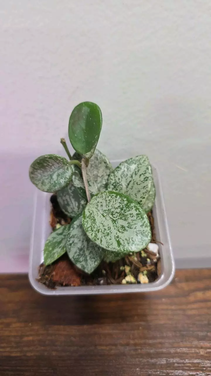 Hoya Matilde (Super) Splash Variegated 731 thumbnail