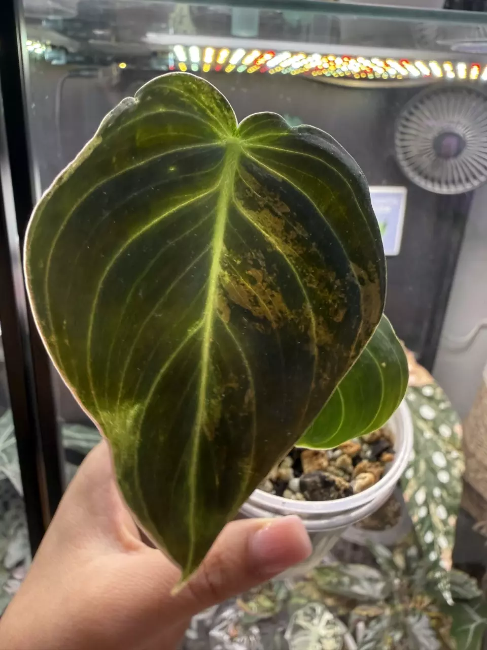 Melano variegated (no orange) thumbnail