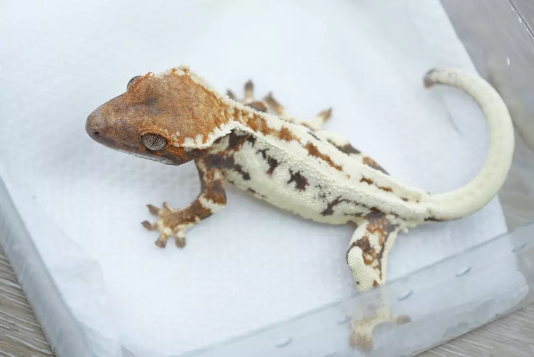 #427  10g Male 66% het axanthic Frappuccino thumbnail