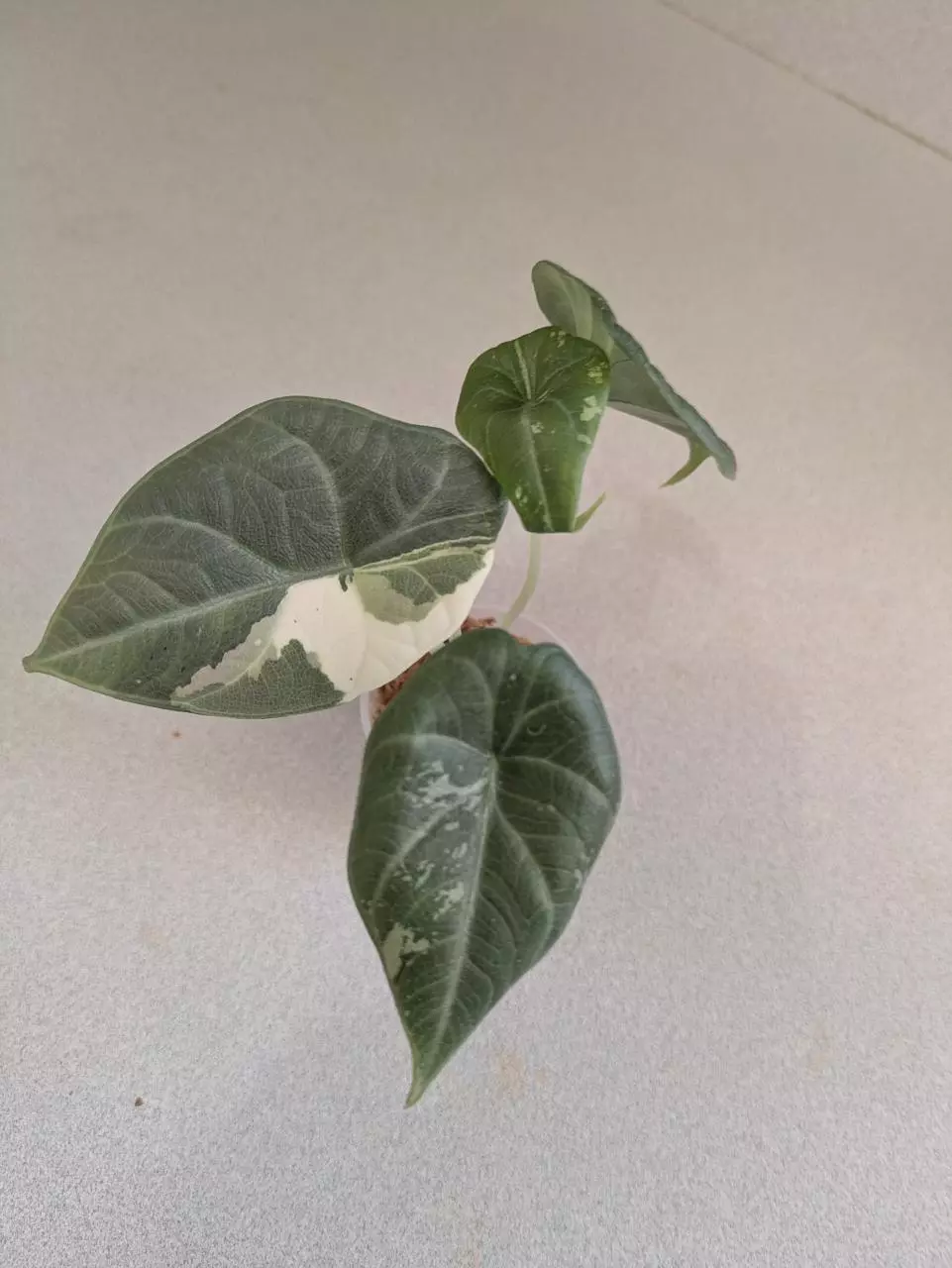 Alocasia Maharani ALBO 3" Full thumbnail