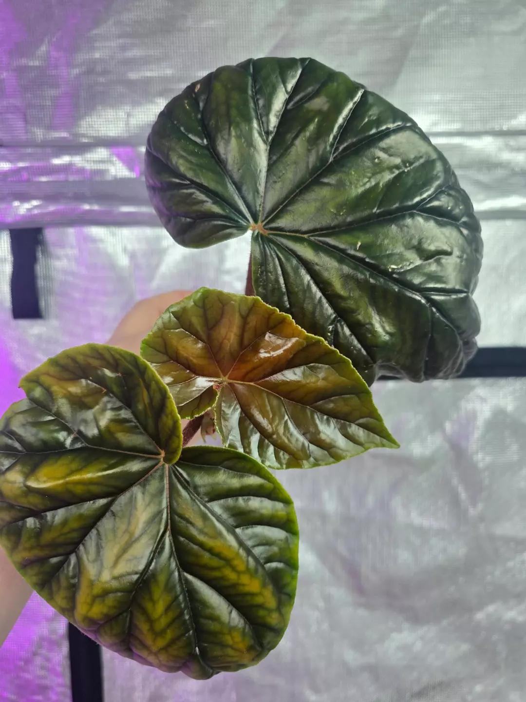 Begonia thurstonii - heirloom begonia thumbnail