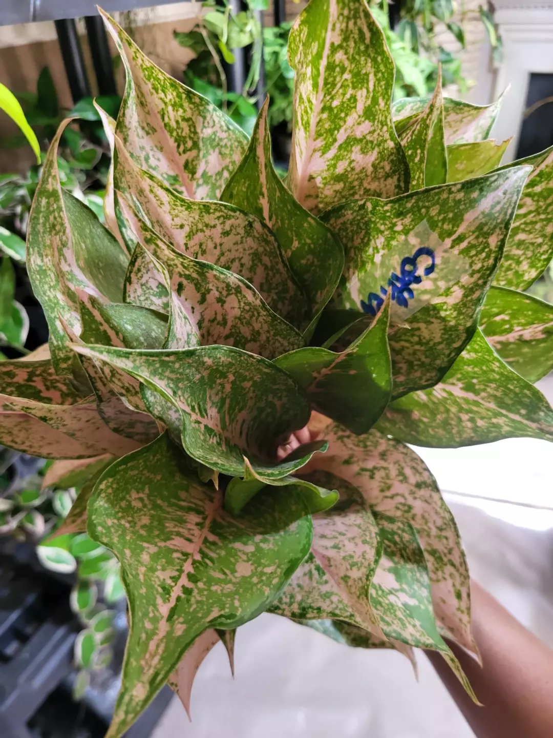 Aglaonema catherine thumbnail