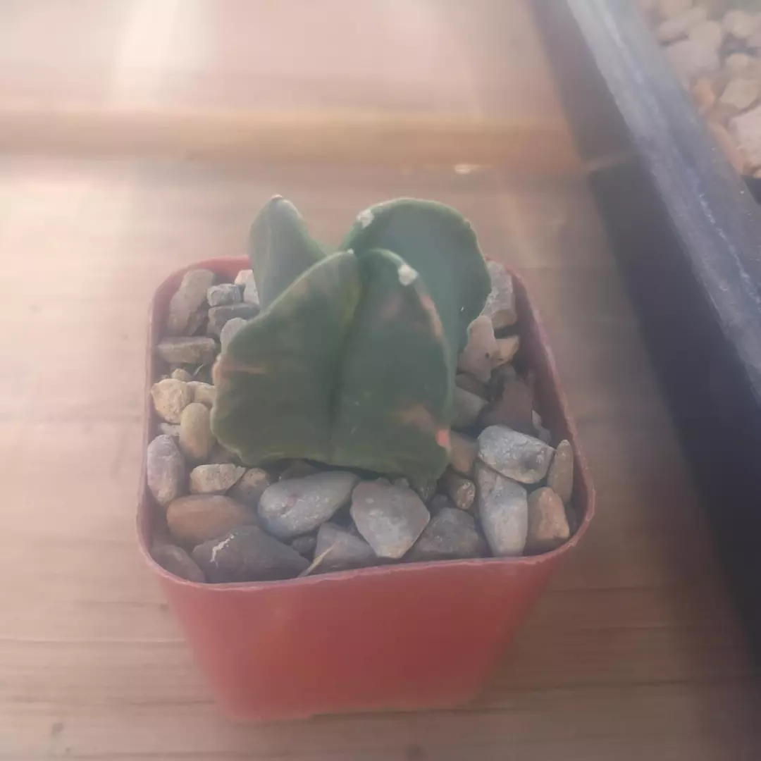 Astrophytum Myriostigma 'Variegated' cactus 'quadricostatum' Seedling thumbnail