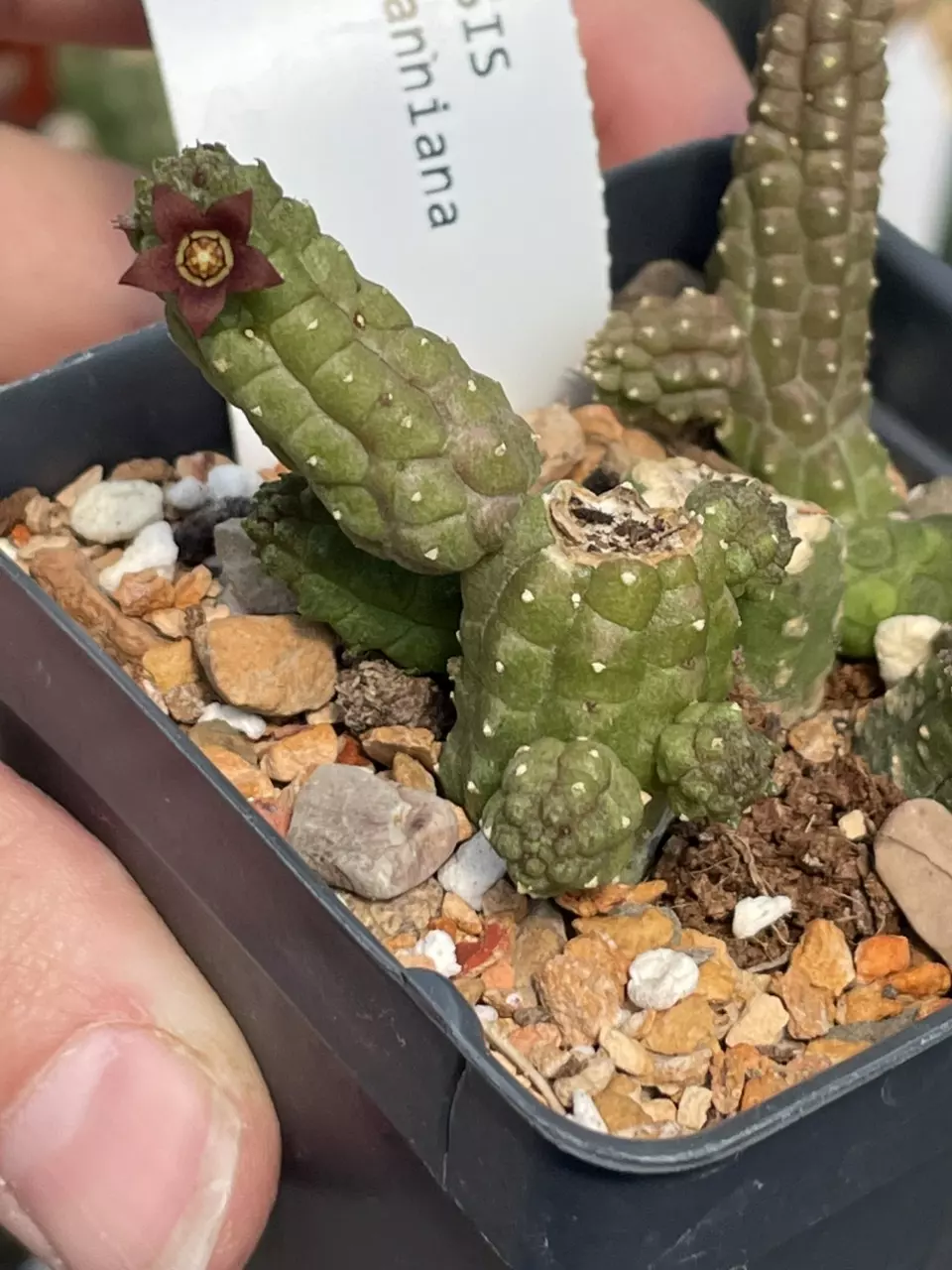 Echidnopsis dammaniana, Asclepiad thumbnail