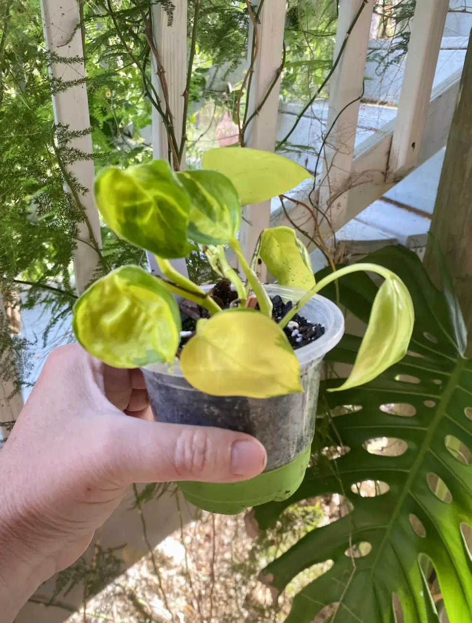 Neon NJoy Pothos thumbnail