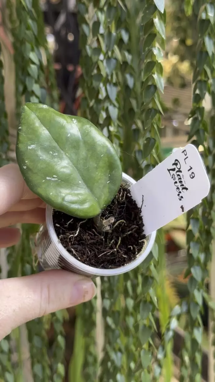 19: 1 inch Inner Variegated Freckles thumbnail