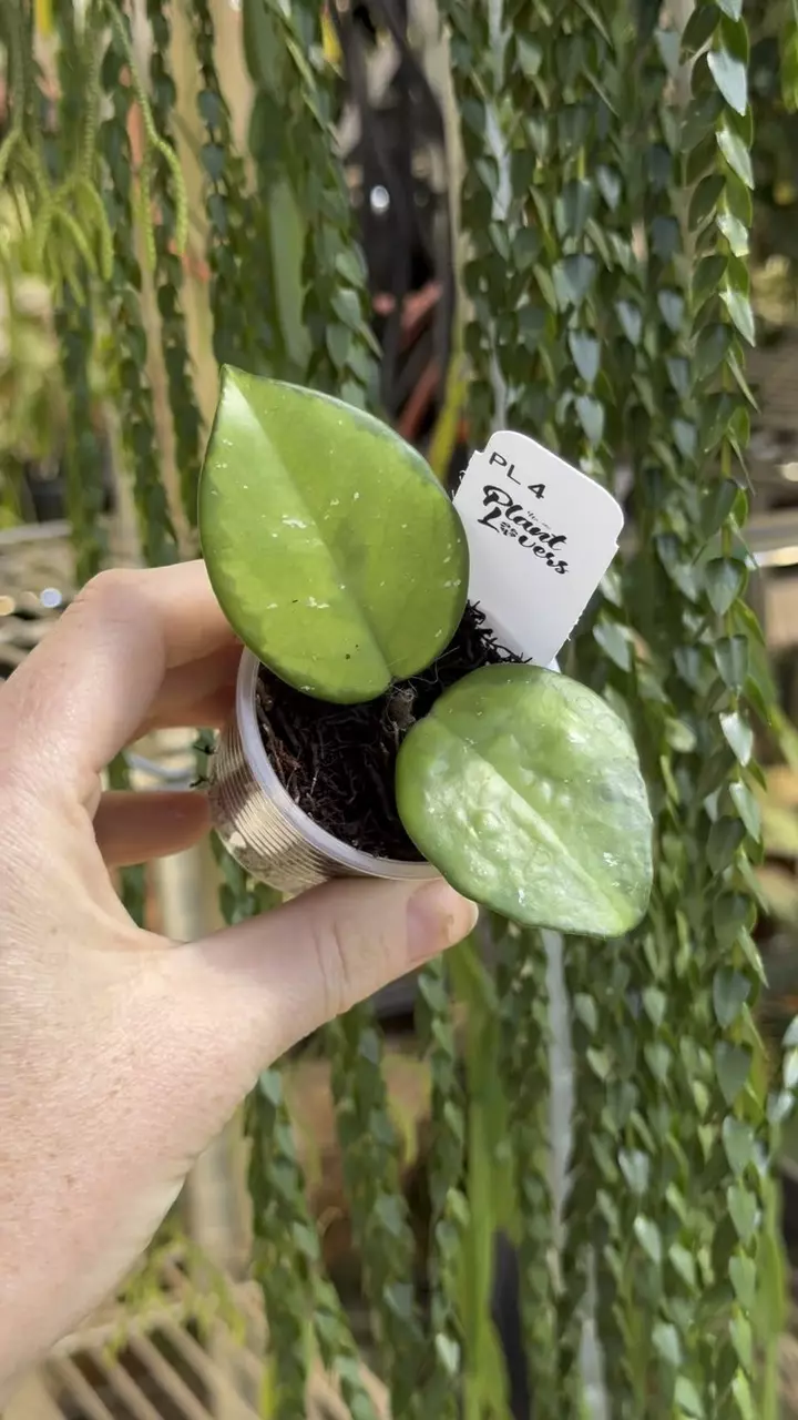 4: 1 inch Inner Variegated Freckles thumbnail