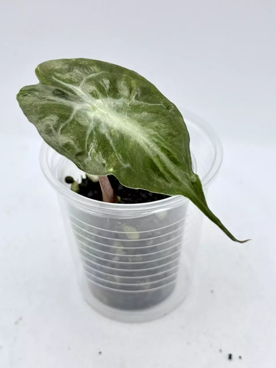 Alocasia Venom Pup thumbnail