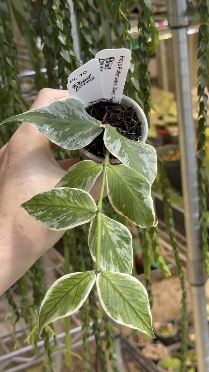 10: 1 inch Polyneura Ice Queen thumbnail