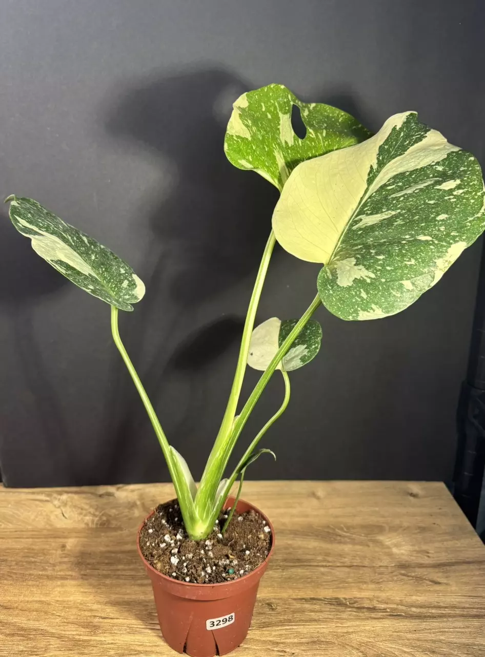 Monstera Thai Constellation 4” 3298 thumbnail