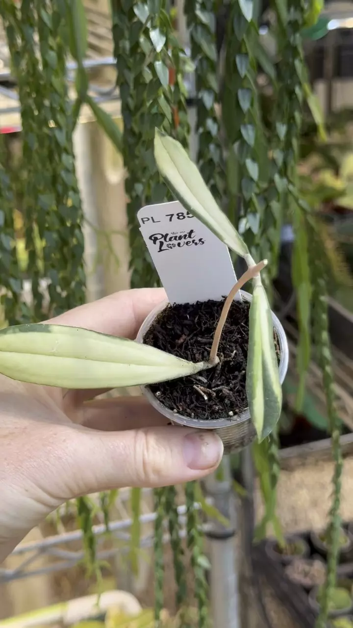 785: 1 inch Variegated Rigidifolia thumbnail